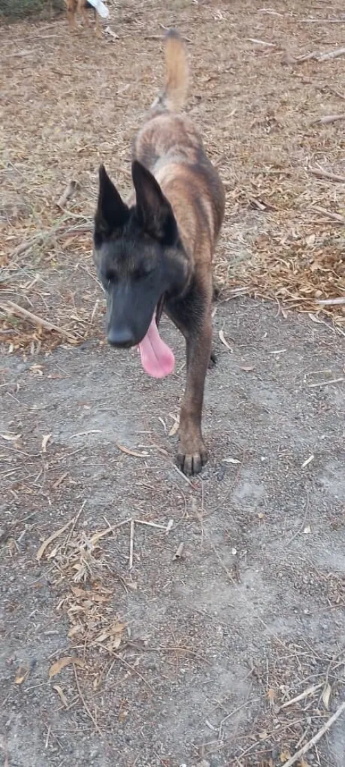 Donnation deux chiots Malinois de 8 mois  vaccinés, en très bonne santé . Alger