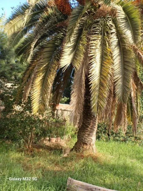 Vente Appartement F3 Alger Kouba