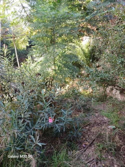 Vente Appartement F3 Alger Kouba