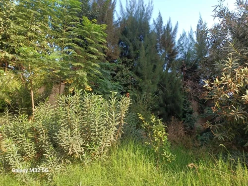 Vente Appartement F3 Alger Kouba