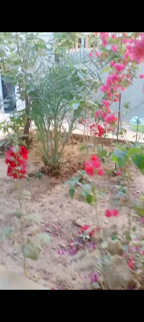 Vente Villa Biskra Bordj ben azzouz