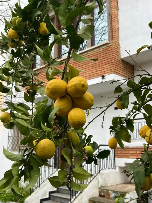Vente Villa Alger Douera
