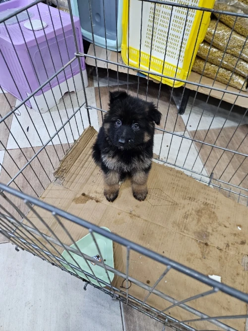 Chiot Berger allemand