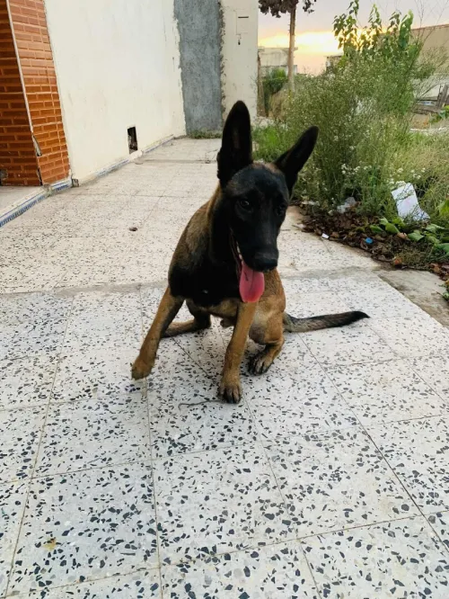 Chien malinois 