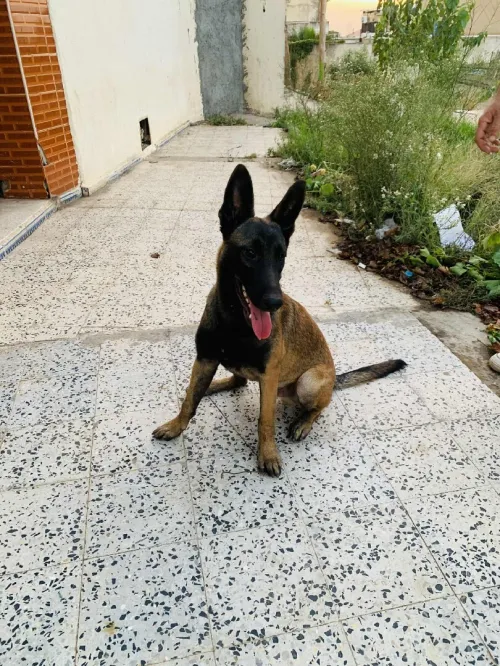 Chien malinois 