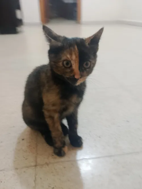 Pour adoption