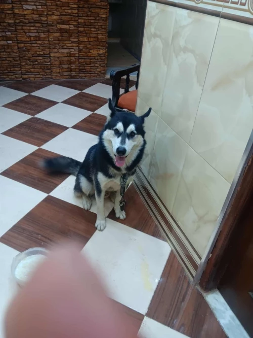Husky âge 7 moi 