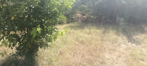 Vente Terrain Boumerdès Ouled hedadj