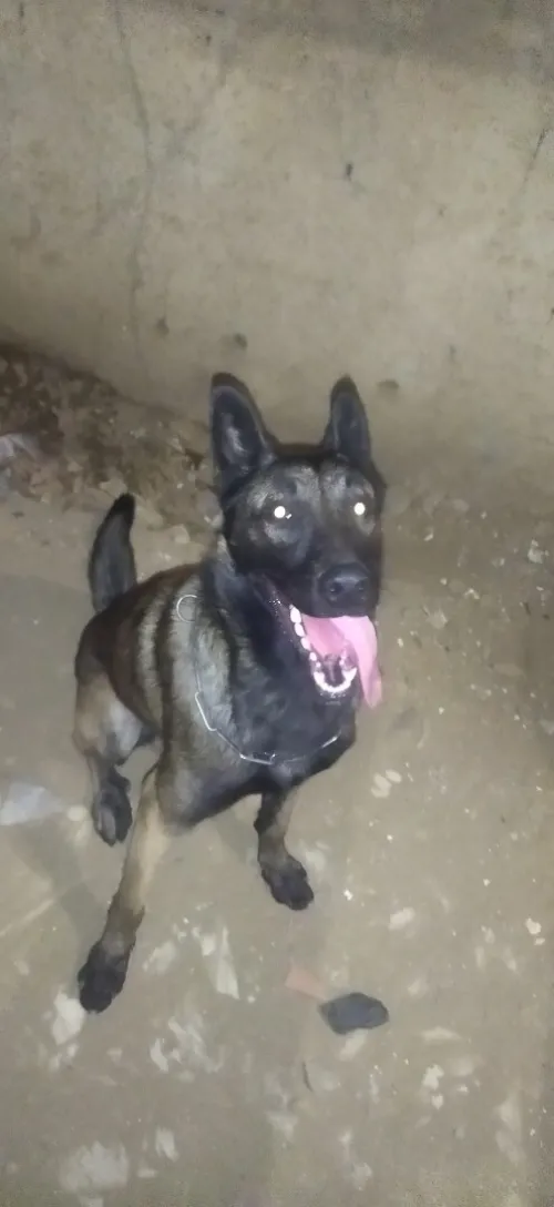 Malinoi