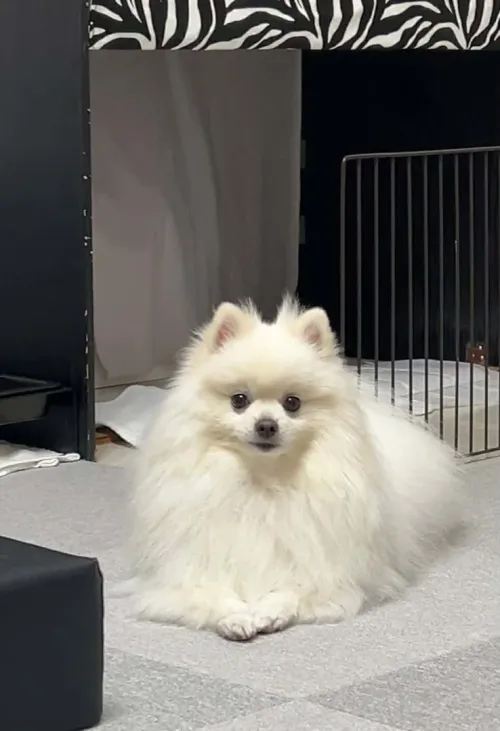Spitz pomeranian