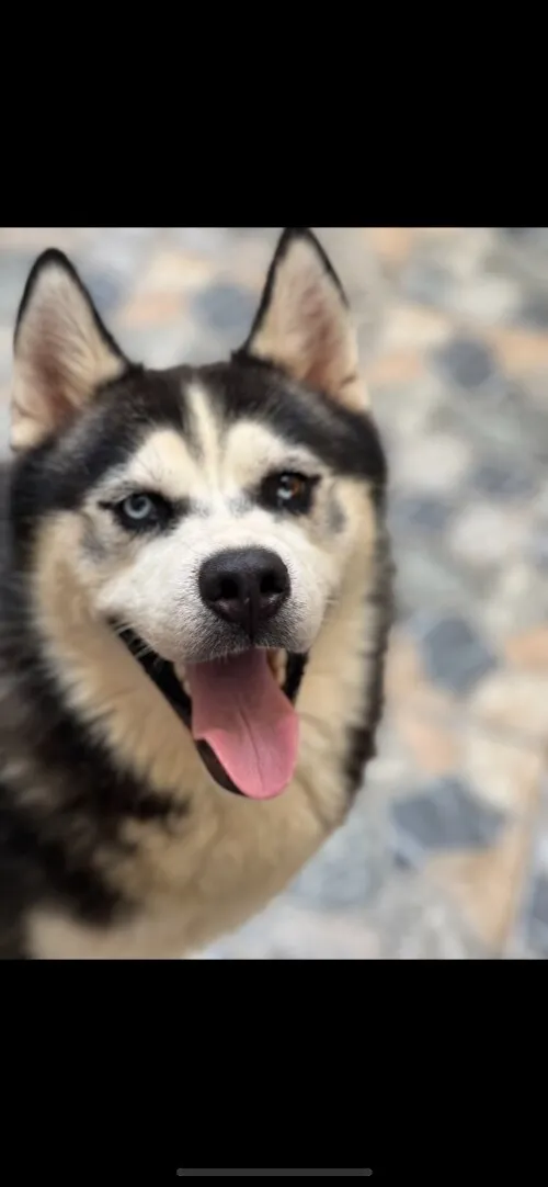 Husky