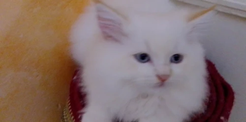 Chaton persan chirazy femelle