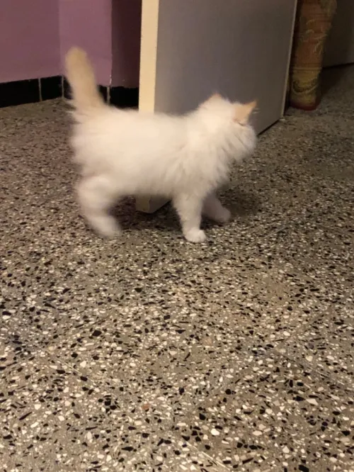 Chaton persan chirazy femelle