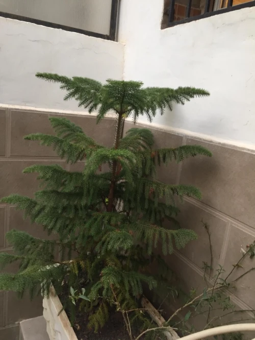 Location Villa Oran Bir el djir