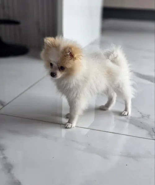 Spitz nain pomeranian