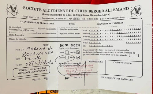 Chien berger allemand 