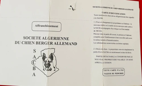 Chien berger allemand 