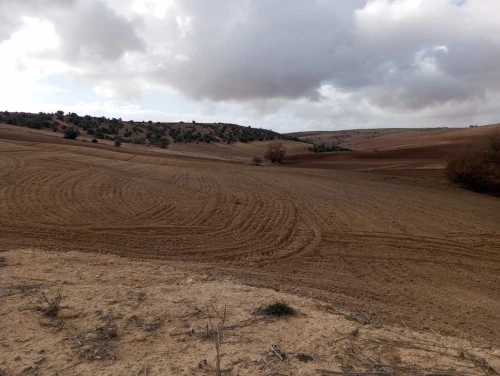 Vente Terrain Agricole Mascara El gaada