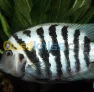  poisson d'aquarium disponible avec quantitè