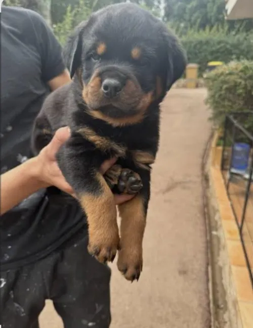 Rottweiler 