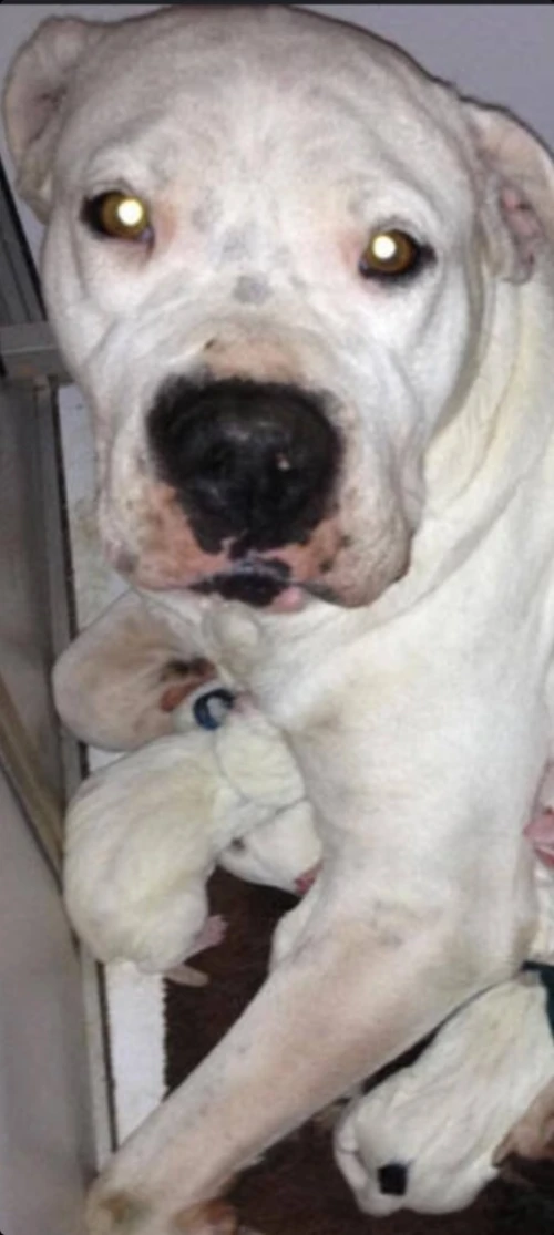 Dog argentin