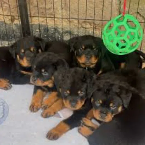 Rottweiler
