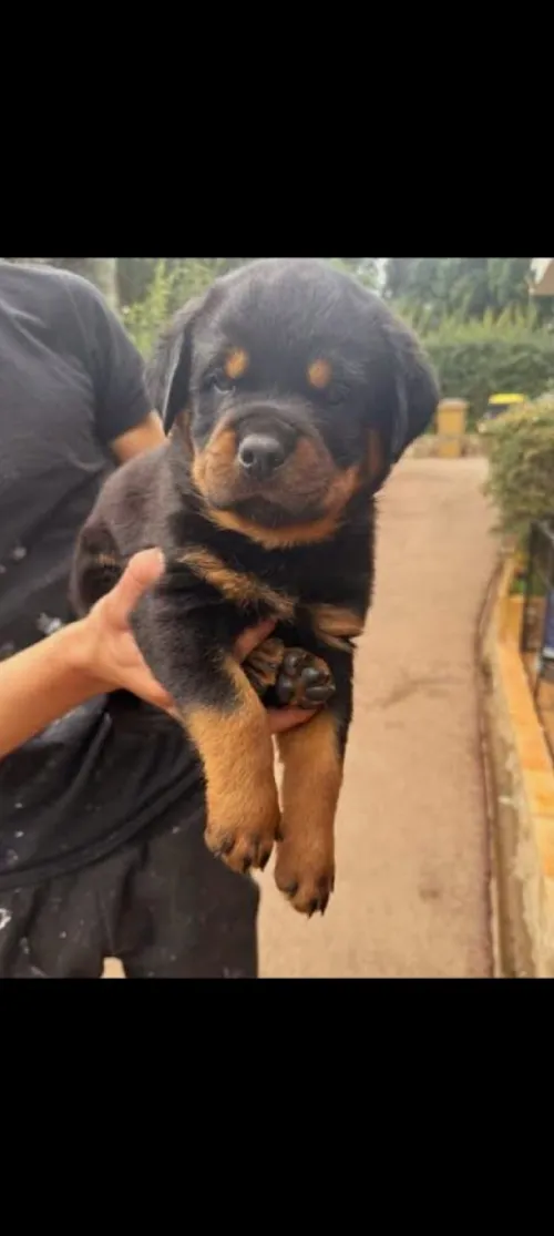 Rottweiler