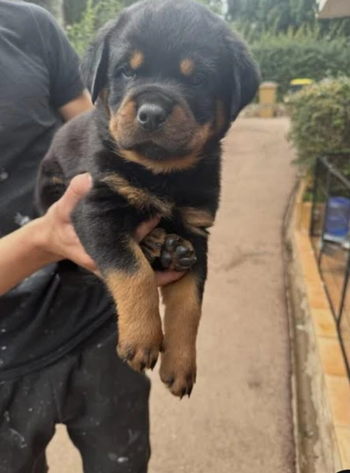 Rottweiler 