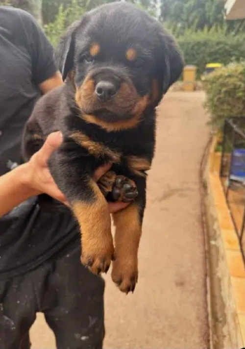 Rottweiler