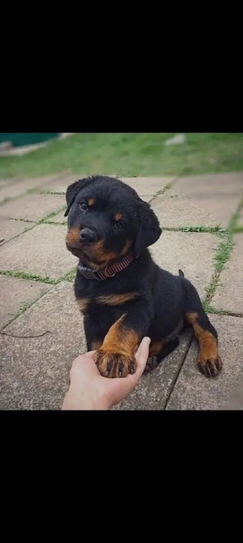 Rottweiler