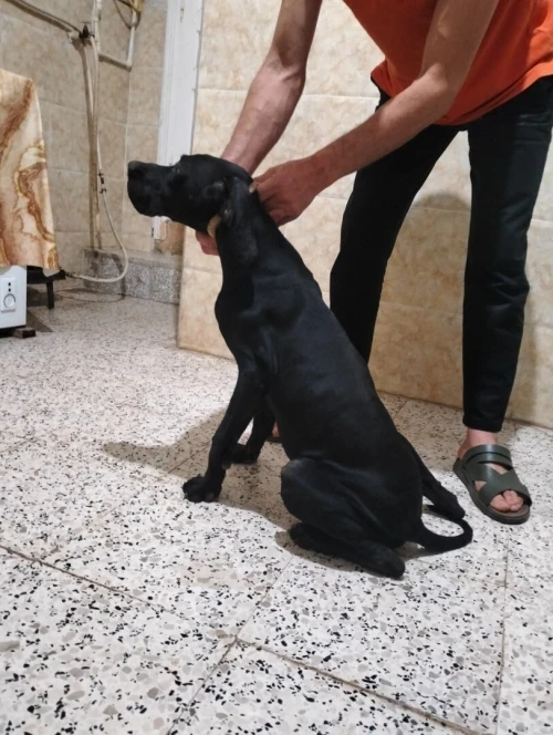 chien de chasse Pointer Anglais 