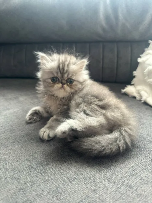 Chaton persan chinchilla 