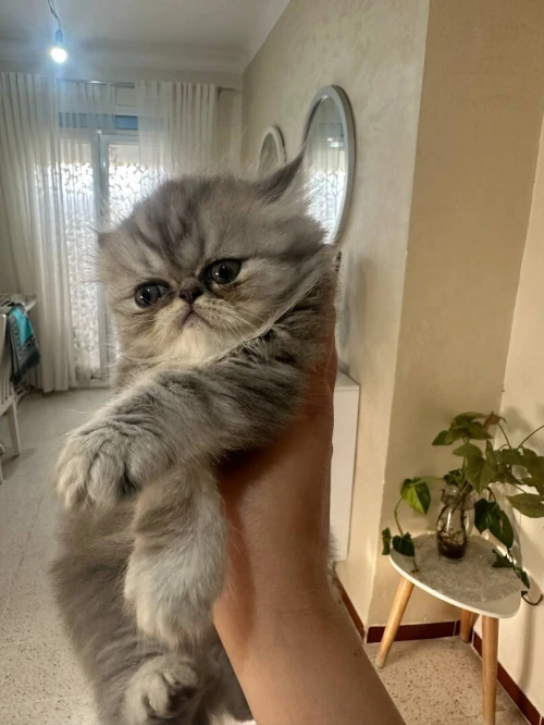 Chaton persan chinchilla 