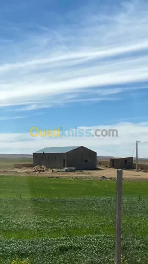 Location Hangar Tiaret Sougueur