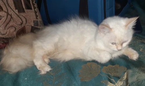 Chat croisé persan