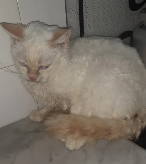 Chat croisé persan