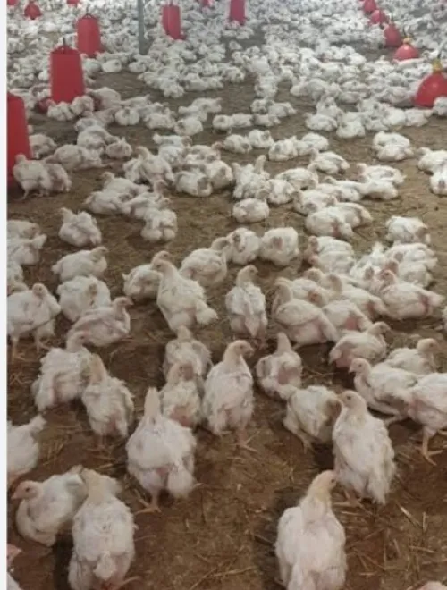 Location bien immobilier Chlef Oued sly