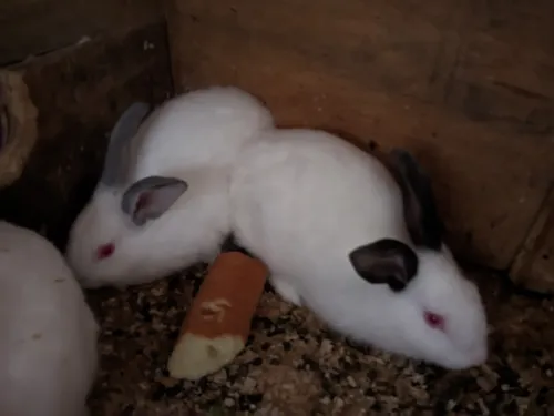 lapins