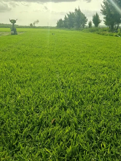 Éco jardin 