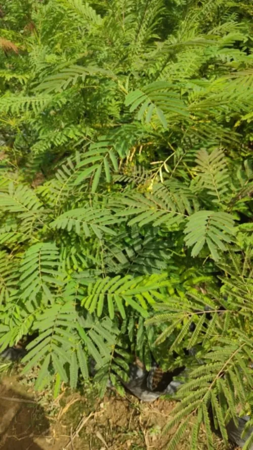 Éco jardin 