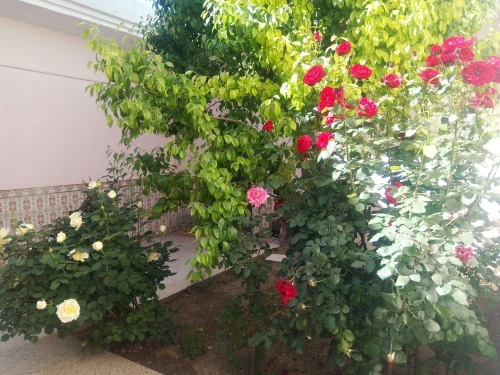 Vente Villa Tébessa Cheria