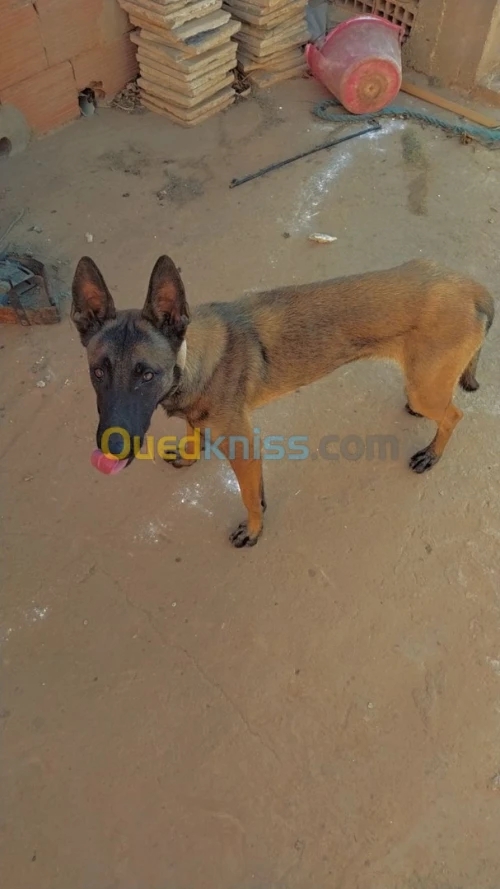 Femal malinoi Wajda 11 mois 