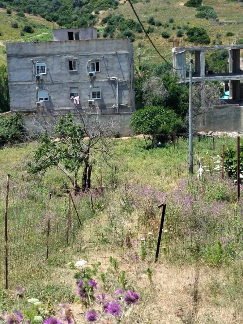 Vente Terrain Boumerdès Zemmouri
