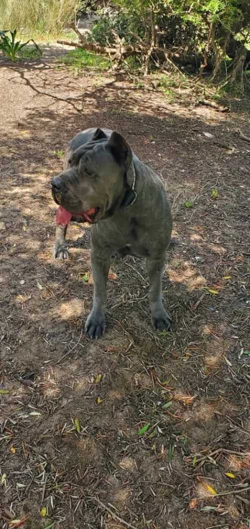 Cane corso
