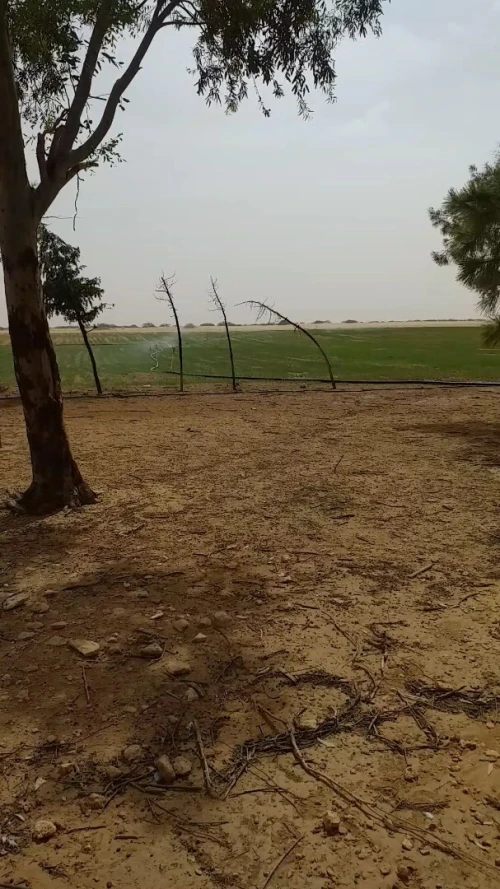 Location Terrain Agricole Djelfa Ain oussara