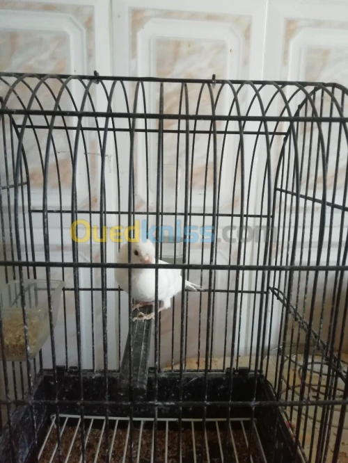 Canari resicife 