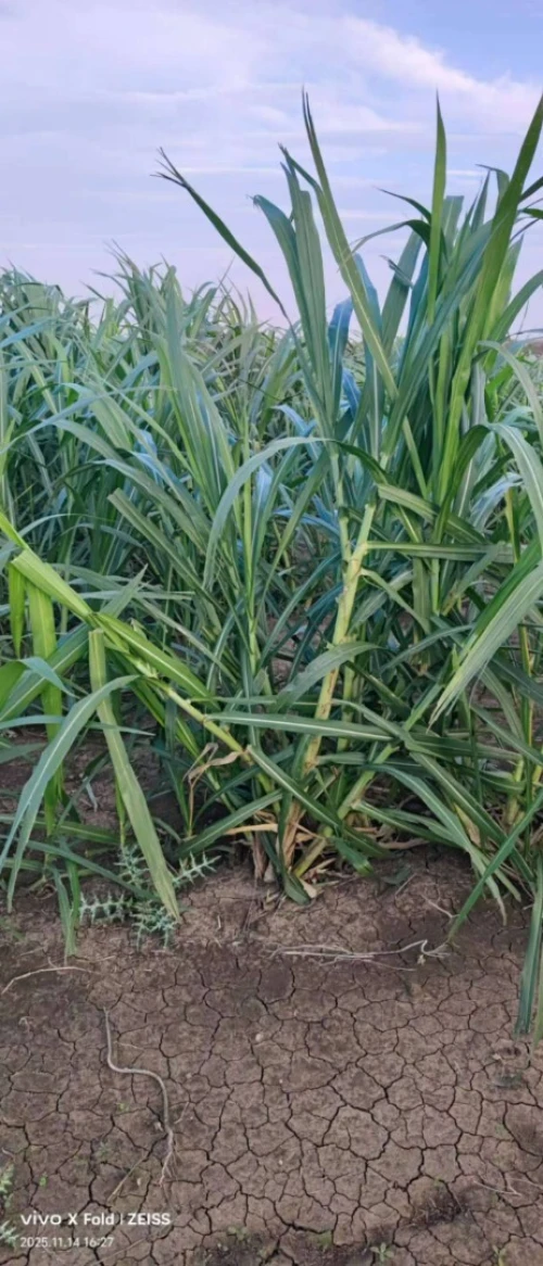 علف عالي الجودة للمواشي/l'ensilage pour les bétail