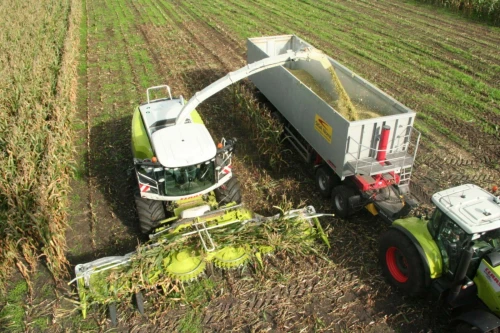 علف عالي الجودة للمواشي/l'ensilage pour les bétail