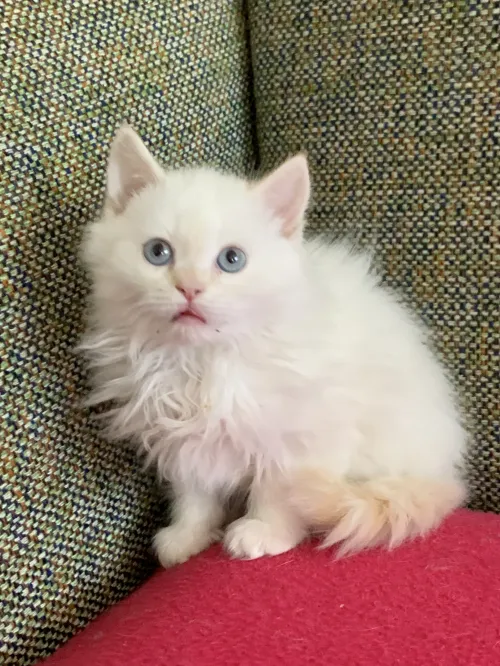 Chatons persan