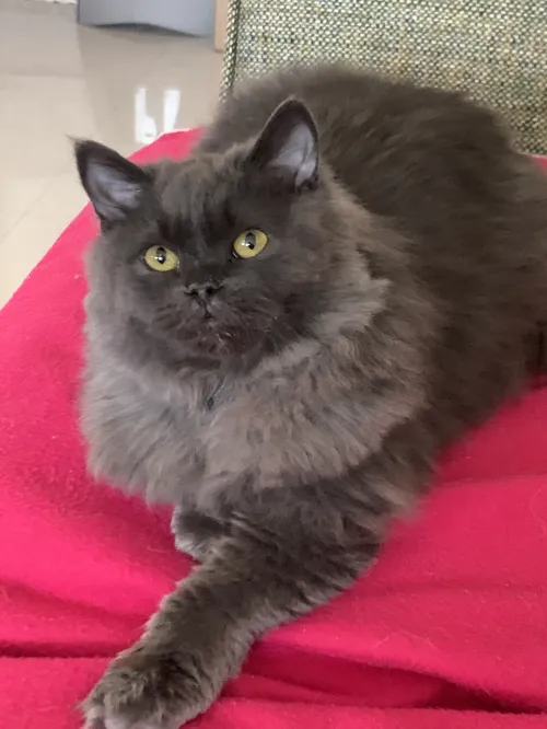 British longhair male a vendre , âge 8 mois